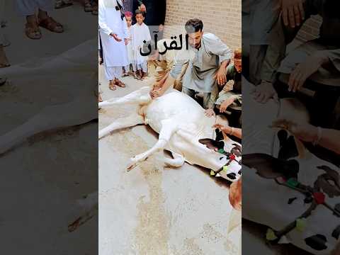 #beautiful #recitation#quran #qariabdulbasit#abdus_samad #translation #cow#qurbani #allah #whitecow