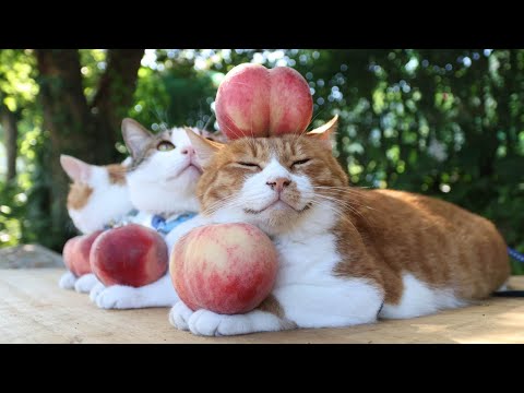桃のせ猫動画｜癒しと優雅な仕草を楽しもう サムネイル