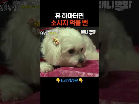 할머니 소시지말고 오이요 오이 #애니멀봐 #shorts