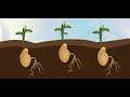 Understanding Gymnosperms and Angiosperms