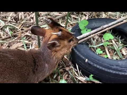 〈キョン捕獲動画〉「キィー」と悲鳴のような鳴き声とつぶらな瞳でハンターの心をえぐる!!　千葉で大量発生のキョンが人々の暮らしや生態系を脅かす存在に…「命乞いの声を出して仲間に助けを求めるんです」