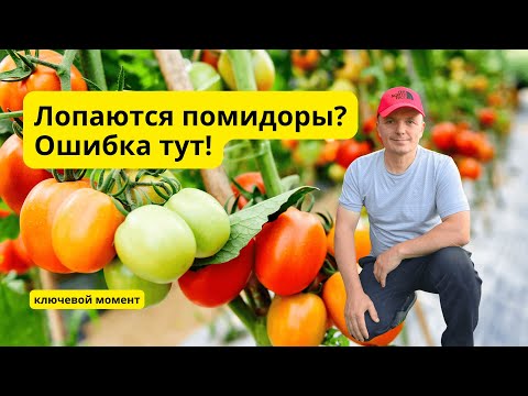 Трескаются томаты? Что сделать, чтобы  этого не допустить.