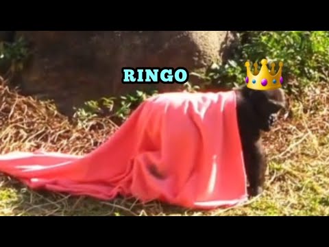 King Ringo Rules the Kingdom! 👑😆林戈陛下統治王國！