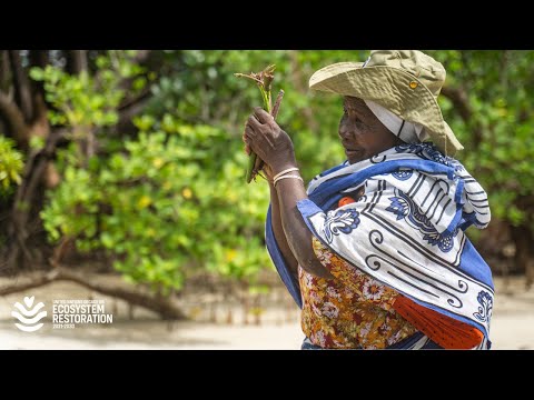 How four countries are bringing life back to the Indian Ocean’s seedbeds | RESTORE Official Trailer