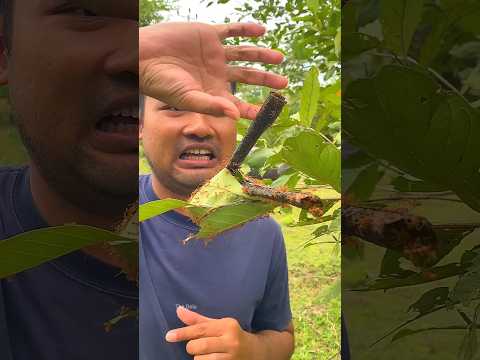 লাল পিঁপড়ের ডিম দেখলেই খায়ে ফেলছে 🐜।। Ant eggs eating.