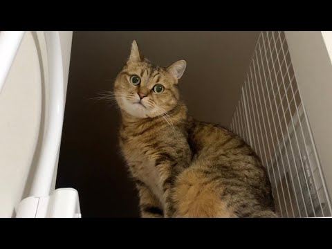 猫の動画サムネイル - 最近のうちで起きている異変について猫に気づかれました。