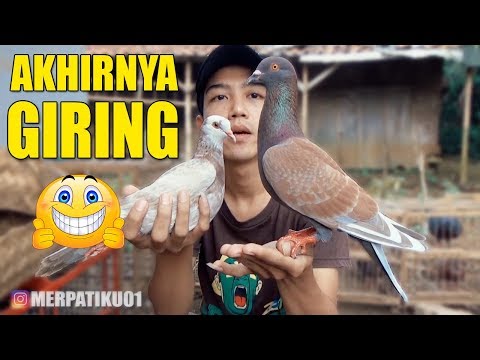 LANGKAH AWAL MELATIH MERPATI GIRINGAN PERTAMA #MERPATIKU