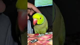 Lovely Parrot Talking Video | Mithu Funny Sound 😅