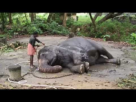 ഒന്ന് അമർത്തി കഴുക് ആശാനെ കാളറോക്കെ പോരട്ടെ 😱😱😱#viralvideos #viral #kerala #shortvideos