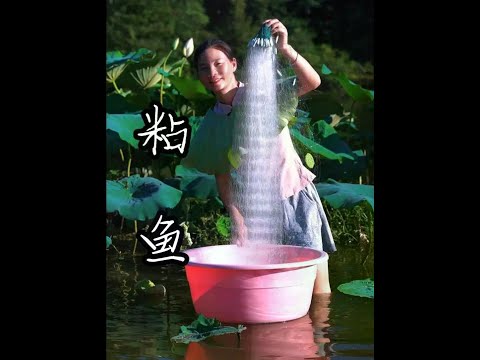 农村的生活，总是充满着无尽的惊喜与乐趣。今天，我们将一同见证一场别开生面的粘鱼之旅。#乡村生活 #田园生活 #粘鱼 #乡村守护人