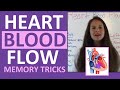 Understanding Heart Anatomy and Function