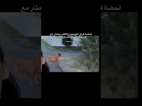 لحضة فراق الزوجين والكلب يحتار مع من يذهب.. #اكسبلور #متابعة#لايك#ريلز#حالات_واتس #إقتباسات#حزين