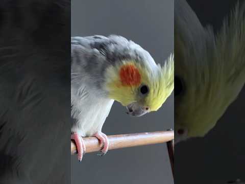 Mecnun Cruise Görevde!😎 #birds #funny #missionimpossible