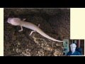 Aquifer Ecosystems and Species Threats