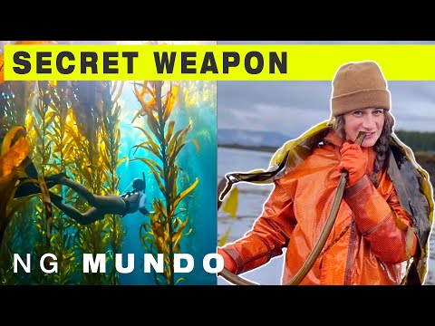 Seaweed, Secret Weapon Ng Mundo?