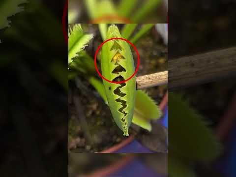 Planta Carnívora VS Avispa 😲