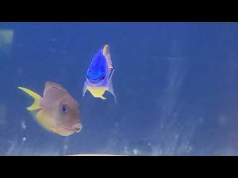 Bristletooth Two Spot Tang and Blue Devil Damsel 