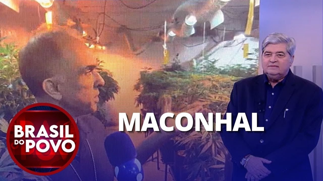 Paraíso do crime Polícia descobre estufa de maconha em mansão à beira mar