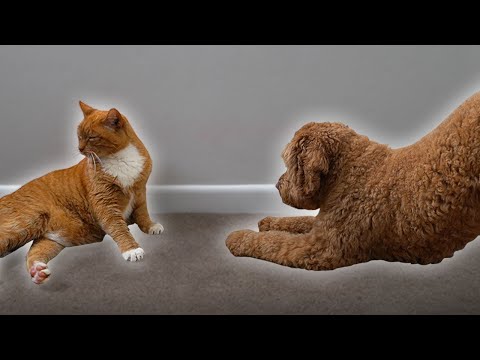 I taught my dog to bow for my cat