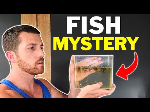 My Favorite Fish Are Driving Me Insane...