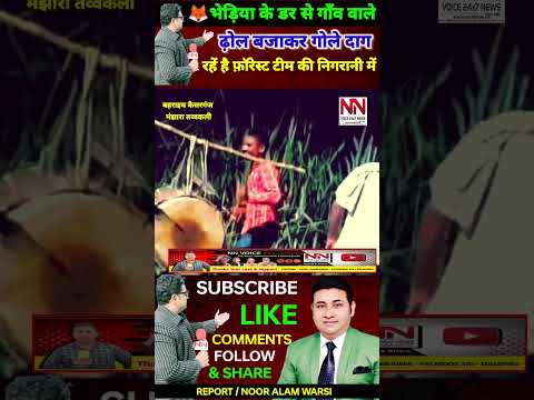 भेड़िया के डर से लोग ढ़ोल बजाकर गोले दागकर रातों में जाग रहें है फ़ॉरेस्ट टीम की निगरानी में ! #bhediya