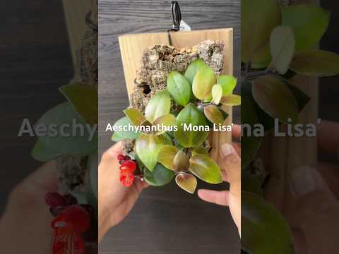 Aeschynanthus Mona Lisaコルク着生