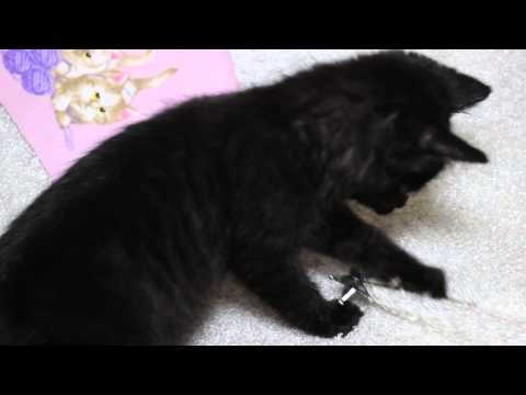 Kitten Plays with Barbie Toy Big Kitty Supervises