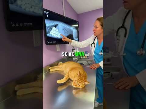 su gata se trag贸 una LIGA DE PELO...