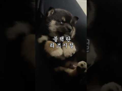 먹태 강아지 리즈시절 부터 성장일기 #시바견 #시바이누 #마메시바