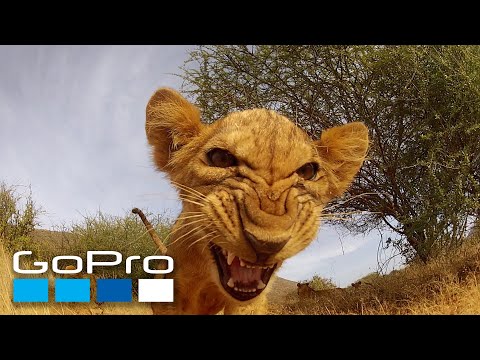 GoPro: Top 10 Animal Encounters