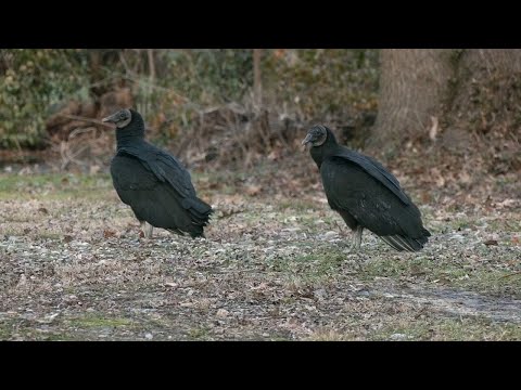 YouTube video thumbnail: Bird Flu Cases Confirmed in Several Indiana Counties
