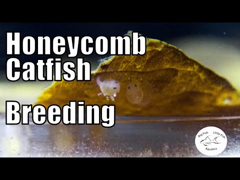 Honeycomb Wood Catfish have bred! | Big Fish Littl Honeycomb Catfish Breeding | Teaser video

Short video of the eggs developing for my Honeycomb/Oil C