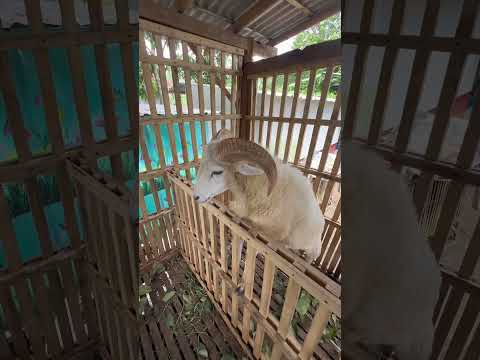 Selamat Jalan Putri. #animals #hewanpeliharaan #domba