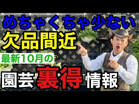 【いよいよ動け！】うかうかしてると来月には無くなります　　　【2025年10月】【園芸情報】【カーメン君】