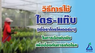 การใช้ ไตร-แท๊บ (เชื้อราไตรโคเดอร์มา) เพื่อป้องกันการเกิดโรคพืช I TAB Innovation