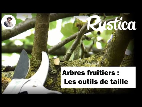 Les outils pour bien tailler un pommier