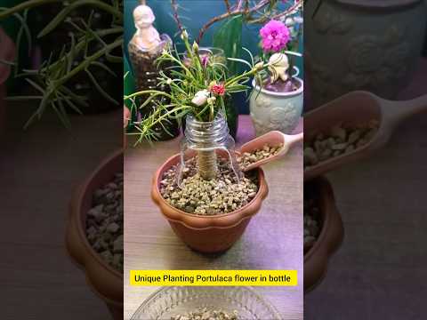 Unique growing plant portulaca flower 🌱 in pots and used bottle #shorts #plants #diy #viralvideo