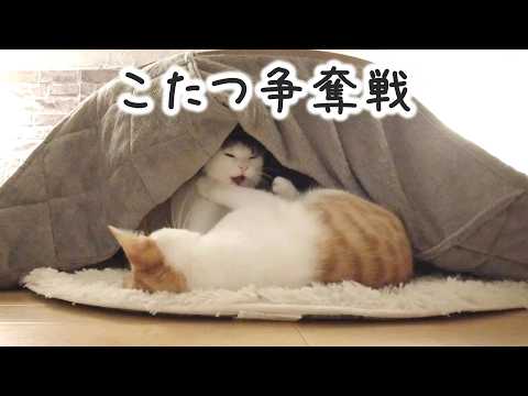 寒くなってきて猫たちの【こたつ争奪戦】絶賛開催中