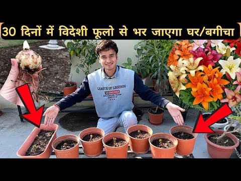 ऐसे लगाओ Asiatic Lily 30 दिनों में विदेशी फूलो से भर जाएगा घर/बगीचा ! 😍 Don’t Miss This !! 🤗