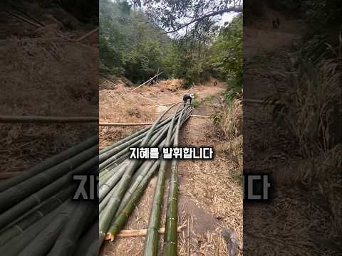 전통적으로 대나무를 옮기는 방법