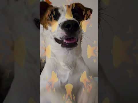 🌻Puppy shares a little bit of his Sunshine~🔆 #JackRussell #Viral #TikTok #LovableLuka #SunshinePuppy