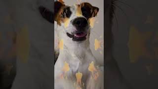 🌻Puppy shares a little bit of his Sunshine~🔆 #JackRussell #Viral #TikTok #LovableLuka #SunshinePuppy