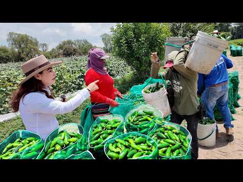 COSECHA DE JALAPEÑO vienen desde SINALOA para trabajar en AGUASCALIENTES | ALMA Coronel