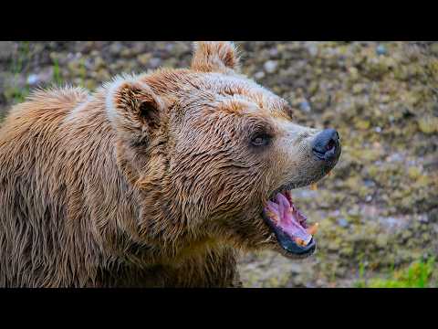 Searching for the Biggest Bears of the World | Our World