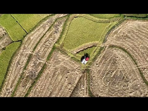 Farmers across China busy reaping autumn harvest