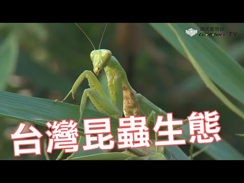 台灣昆蟲生態記事 -台灣生態記事系列02 - YouTube(22:01)