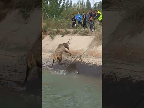 Villagers Saving Wild Elk Falling Into Farm Irrigation Ditch !
