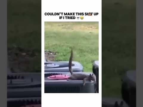 couldn’t make this up #trending #bruh #subscribe #funny #shorts #capcut #meme #memes #squirrel #lol