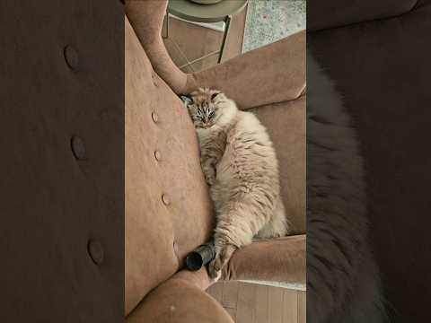 Who has the same??#funnycats #cat #cats #shorts #viralvideo @LittleLove666 @dojacat