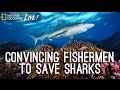Understanding Shark Conservation in the Cook Islands